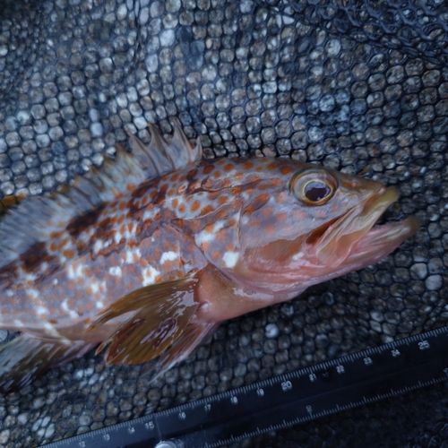 キジハタの釣果