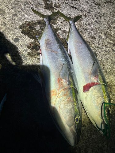 ブリの釣果