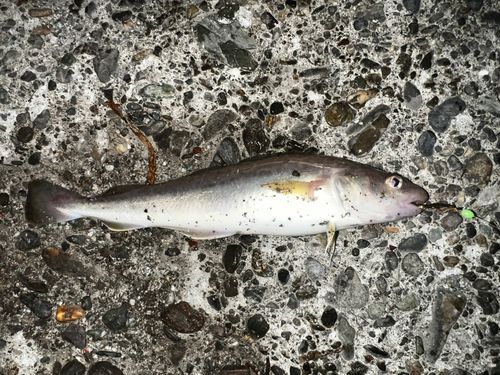 コマイの釣果