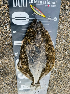 ヒラメの釣果