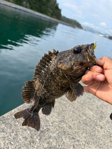 ムラソイの釣果
