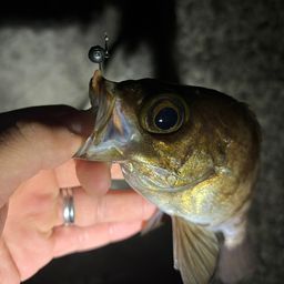Aquadamさんの2026年06月17日(水)の釣行(青森県 - 陸奥湾