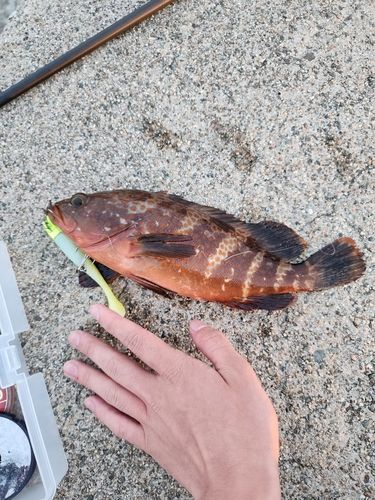 キジハタの釣果
