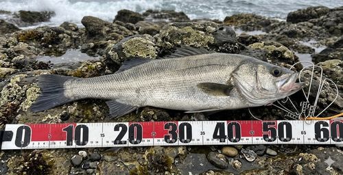 フッコ（マルスズキ）の釣果