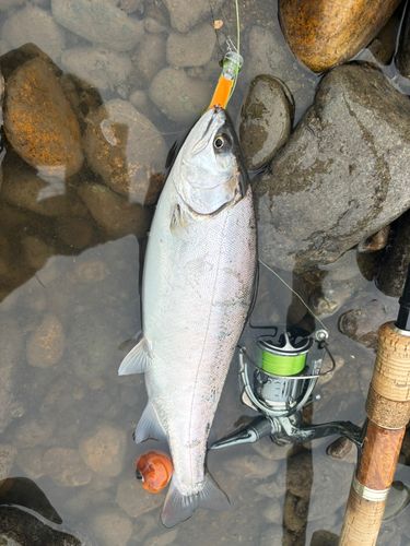ヤマメの釣果