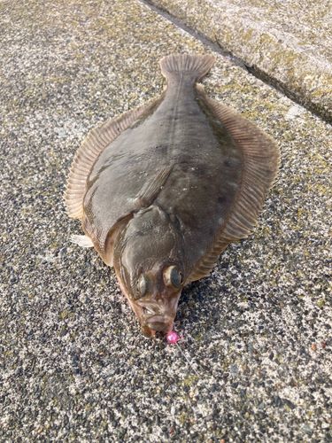 マガレイの釣果