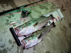 シーバスの釣果