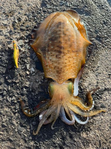 アオリイカの釣果