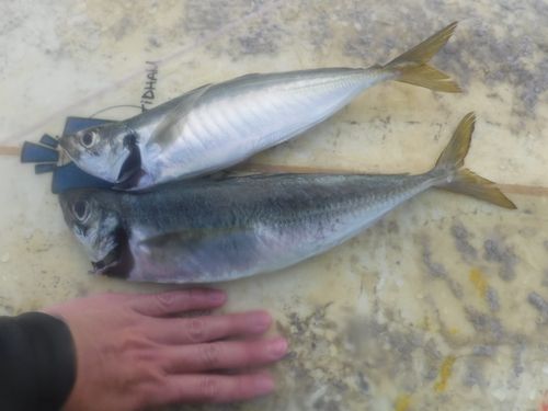 釣果