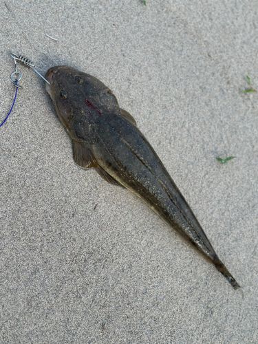 マゴチの釣果