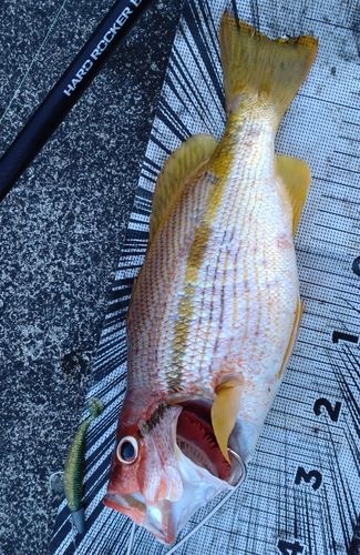 釣果