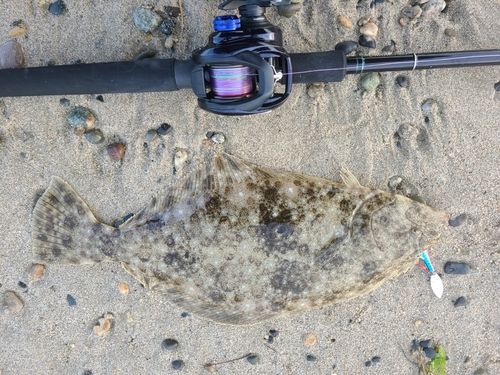 ヒラメの釣果