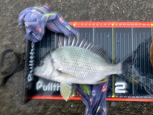 キビレの釣果