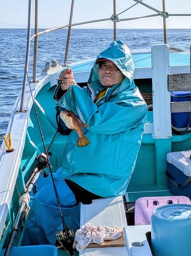 アカメフグの釣果