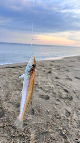 キスの釣果