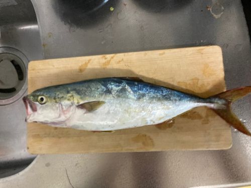 イナダの釣果