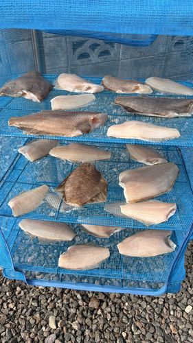 カレイの釣果