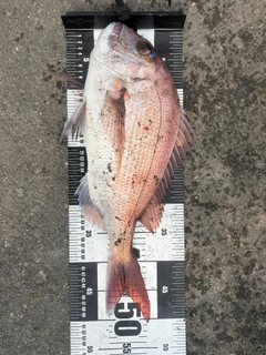 マダイの釣果