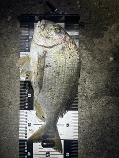 ヘダイの釣果