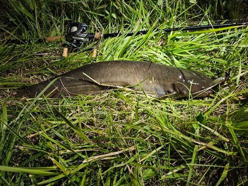 ニホンナマズの釣果
