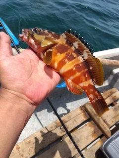 アカハタの釣果