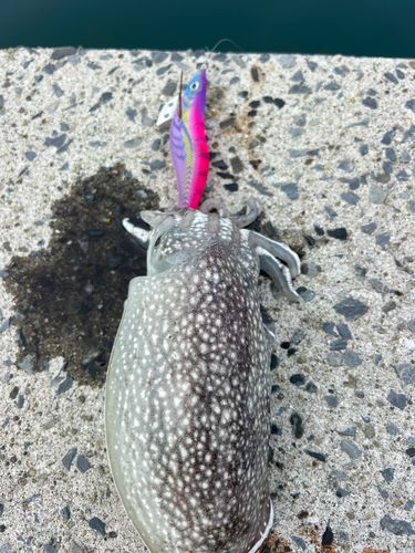 シリヤケイカの釣果