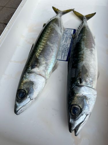 サバの釣果