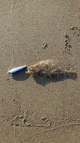 ソゲの釣果