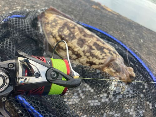 モンゴウイカの釣果