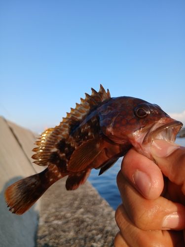 キジハタの釣果