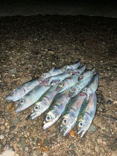サバの釣果
