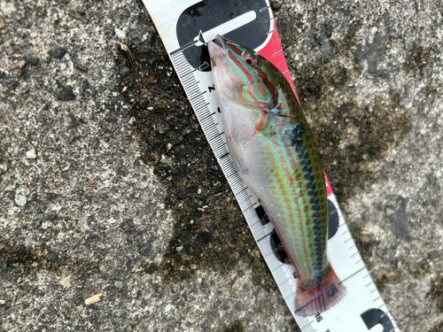 ベラの釣果