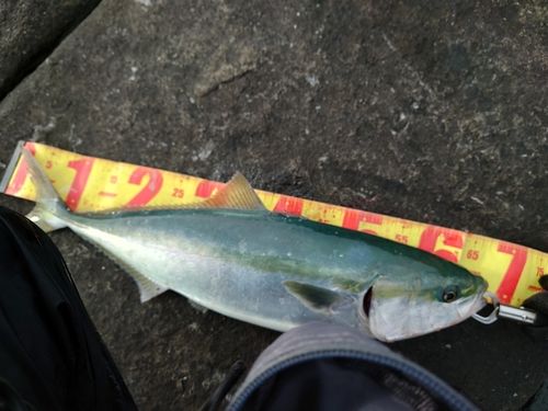 ワラサの釣果