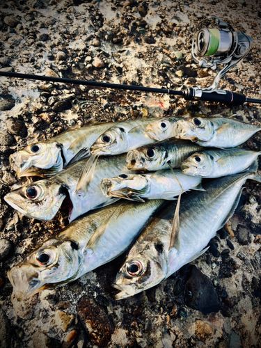 アジの釣果