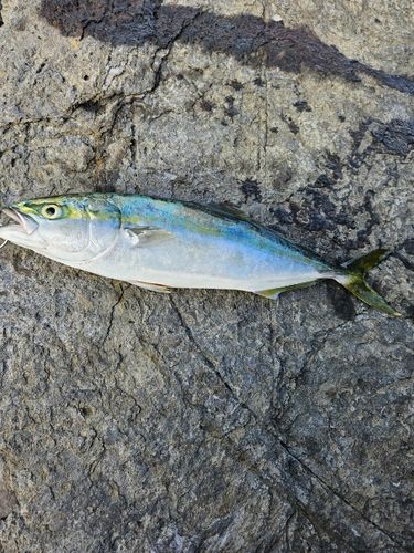 ハマチの釣果