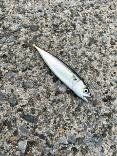 マサバの釣果