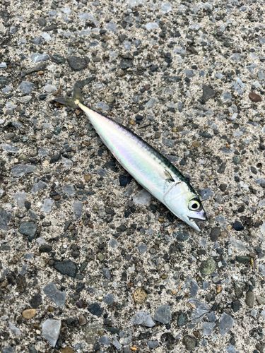 マサバの釣果
