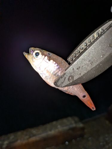 ネンブツダイの釣果