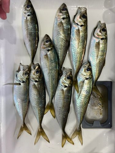 アジの釣果