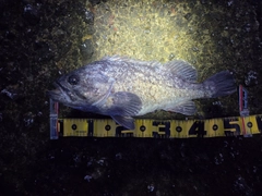 ソイの釣果