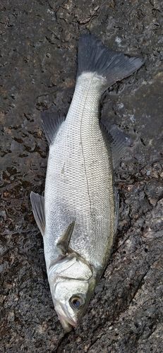 フッコ（ヒラスズキ）の釣果