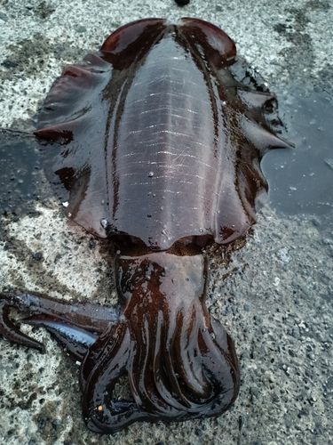 釣果