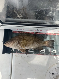 オオモンハタの釣果
