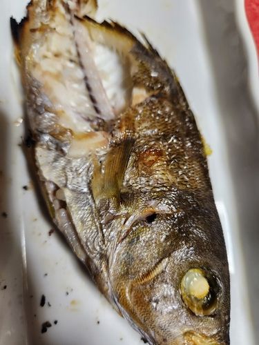 イサキの釣果