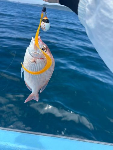 ヒレコダイの釣果