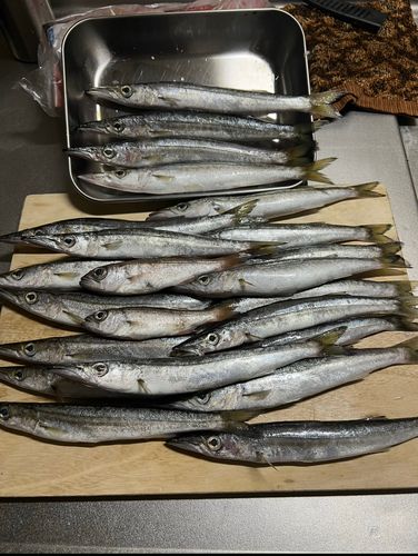 カマスの釣果