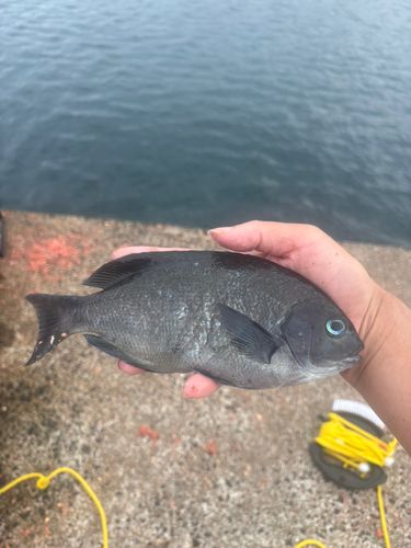 グレの釣果