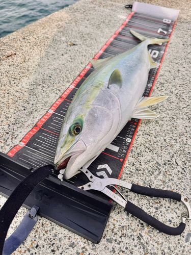 ワラサの釣果
