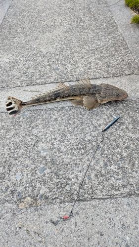 マゴチの釣果