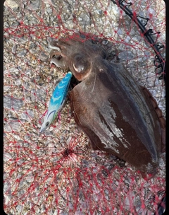 モンゴウイカの釣果